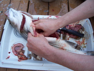 How to gut fish